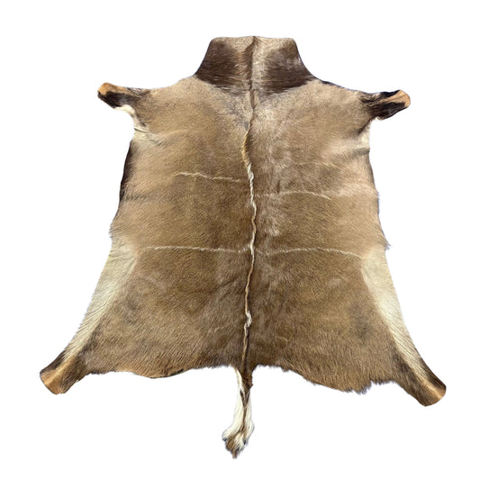 Gorgeous Kudu Skin (bald in neck/Tail is 11") - LARGE Size: 55x53" # F-021 - Real Greater Kudu Hide