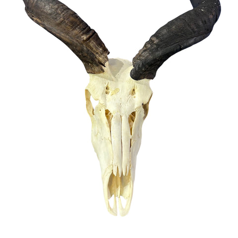 Kudu Skull - Real Greater Kudu Antelope Skull - Wall Art African Decor Antler Horn | Size: 42X23X18”/ 39.5" and 42.5" horns