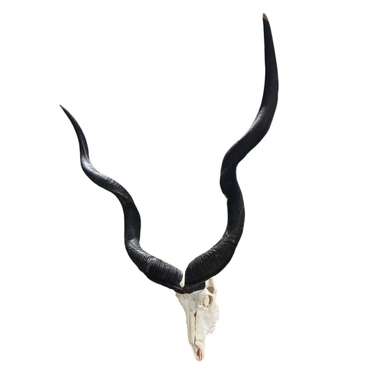 Kudu Skull - Real Greater Kudu Antelope Skull with metal bracket Wall Art African Decor Antler Horn | Approximate Size: 44X39X24”/ 49" horns