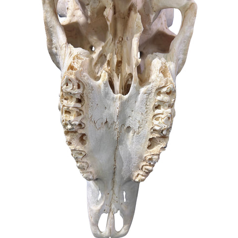 Kudu Skull - Real Greater Kudu Antelope Skull with metal bracket | Approximate Size: 44X27X20”/ 47 and 48" horns