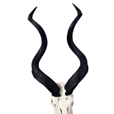 Kudu Skull - Real Greater Kudu Antelope Skull - Wall Art African Decor Antler Horn | Size: 41X18X18”/45" horns