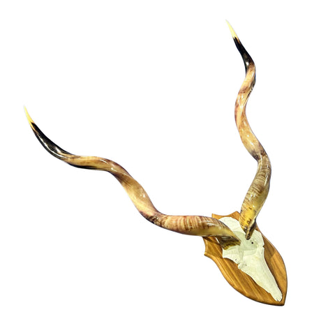 Kudu Skull - Real Greater Kudu Antelope Skull on Wooden Shield- | Approximate Size: 38X33X13”/ 37" and 38.5" horns