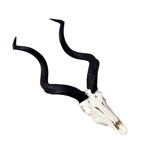 Kudu Skull - Real Greater Kudu Antelope Skull - Wall Art African Decor Antler Horn | Size: 41X18X18”/45" horns