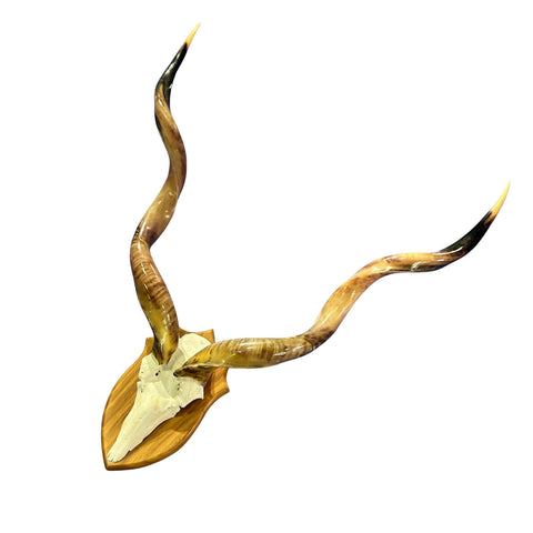 Kudu Skull - Real Greater Kudu Antelope Skull on Wooden Shield- | Approximate Size: 38X33X13”/ 37" and 38.5" horns
