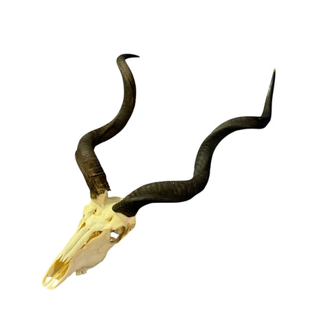 Kudu Skull - Real Greater Kudu Antelope Skull - Wall Art African Decor Antler Horn | Size: 42X23X18”/ 39.5" and 42.5" horns