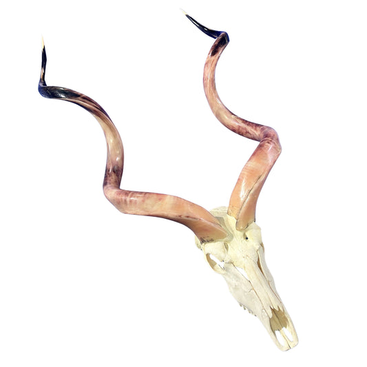Kudu Skull - Real Greater Kudu Antelope Skull HUGE SIZE- | Approximate Size: 52X28X11”/ 54" horns