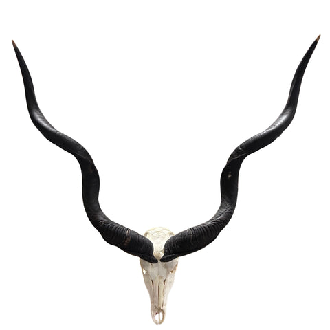 Kudu Skull - Real Greater Kudu Antelope Skull with metal bracket Wall Art African Decor Antler Horn | Approximate Size: 44X39X24”/ 49" horns