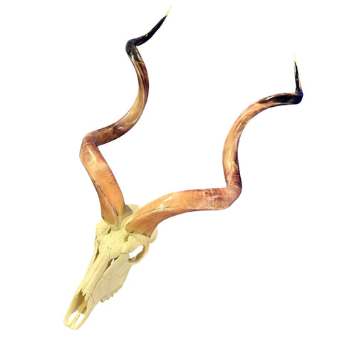 Kudu Skull - Real Greater Kudu Antelope Skull HUGE SIZE- | Approximate Size: 52X28X11”/ 54" horns