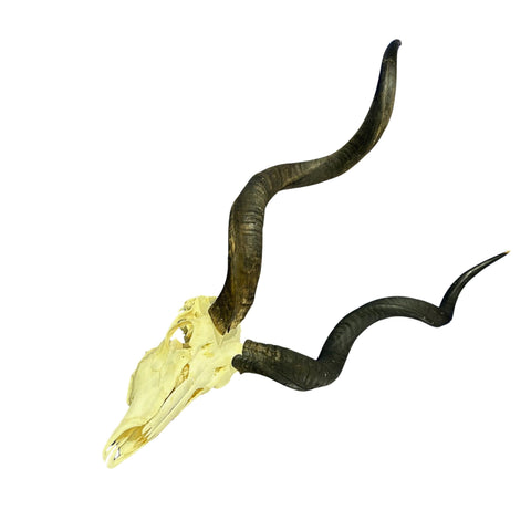 Kudu Skull - Real Greater Kudu Antelope Skull - Wall Art African Decor Antler Horn | Size: 42X23X18”/ 39.5" and 42.5" horns