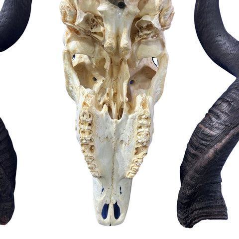 Kudu Skull - Real Greater Kudu Antelope Skull with metal bracket | Approximate Size: 44X27X20”/ 47 and 48" horns