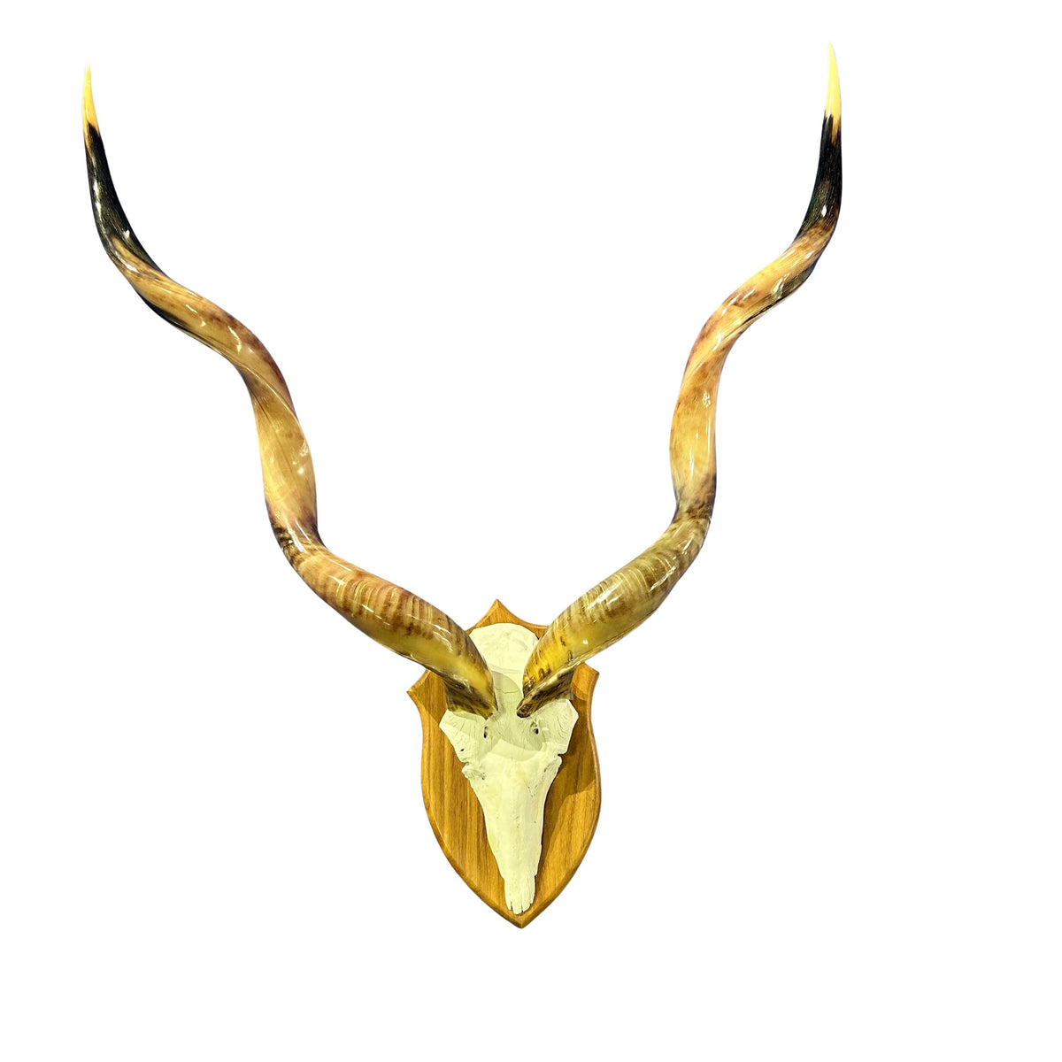 Kudu Skull - Real Greater Kudu Antelope Skull on Wooden Shield- | Approximate Size: 38X33X13”/ 37" and 38.5" horns