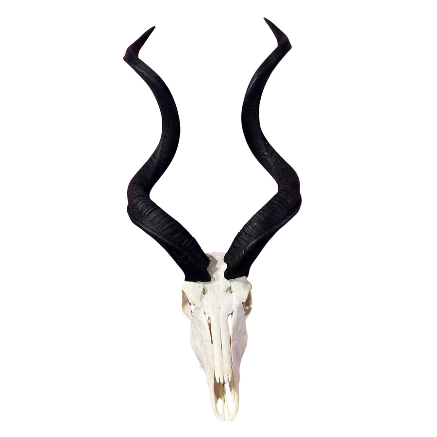 Kudu Skull - Real Greater Kudu Antelope Skull - Wall Art African Decor Antler Horn | Size: 41X18X18”/45" horns