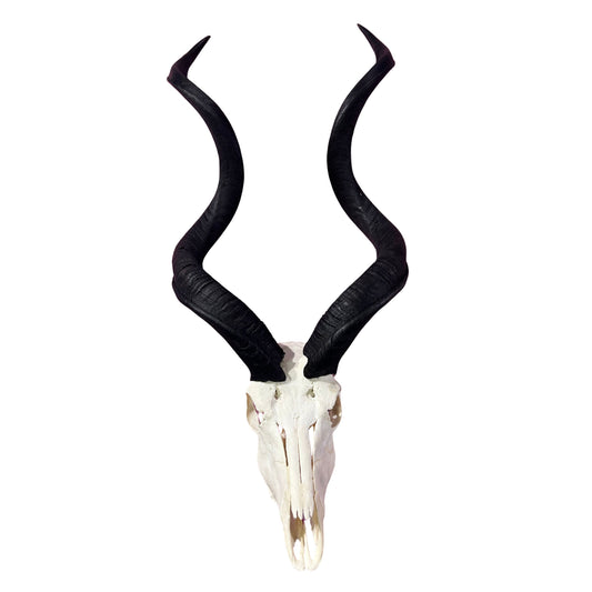 Kudu Skull - Real Greater Kudu Antelope Skull - Wall Art African Decor Antler Horn | Size: 41X18X18”/45" horns