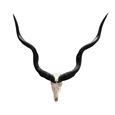 Kudu Skull - Real Greater Kudu Antelope Skull with metal bracket Wall Art African Decor Antler Horn | Approximate Size: 44X39X24”/ 49" horns