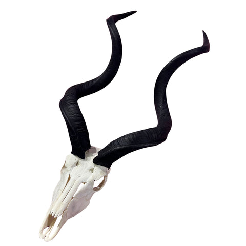 Kudu Skull - Real Greater Kudu Antelope Skull - Wall Art African Decor Antler Horn | Size: 41X18X18”/45" horns