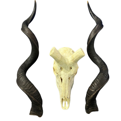 Kudu Skull - Real Greater Kudu Antelope Skull with metal bracket | Approximate Size: 44X27X20”/ 47 and 48" horns