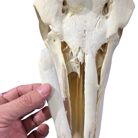 Kudu Skull - Real Greater Kudu Antelope Skull - Wall Art African Decor Antler Horn | Size: 42X23X18”/ 39.5" and 42.5" horns