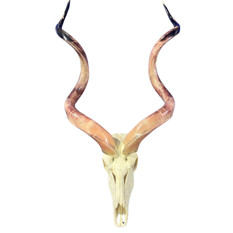 Kudu Skull - Real Greater Kudu Antelope Skull HUGE SIZE- | Approximate Size: 52X28X11”/ 54" horns