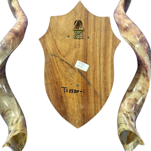 Kudu Skull - Real Greater Kudu Antelope Skull on Wooden Shield- | Approximate Size: 38X33X13”/ 37" and 38.5" horns