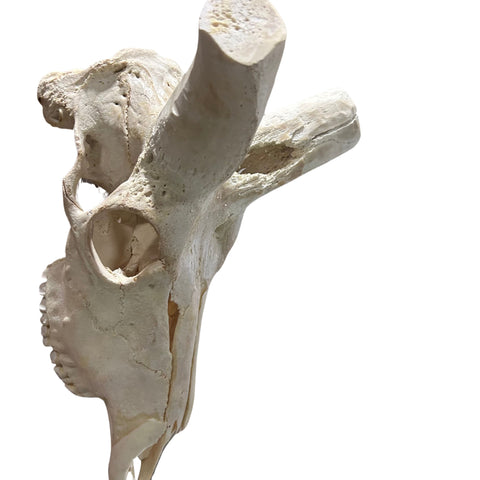 Kudu Skull - Real Greater Kudu Antelope Skull with metal bracket Wall Art African Decor Antler Horn | Approximate Size: 44X39X24”/ 49" horns