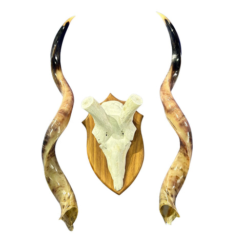 Kudu Skull - Real Greater Kudu Antelope Skull on Wooden Shield- | Approximate Size: 38X33X13”/ 37" and 38.5" horns