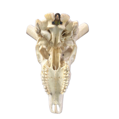 Kudu Skull - Real Greater Kudu Antelope Skull HUGE SIZE- | Approximate Size: 52X28X11”/ 54" horns