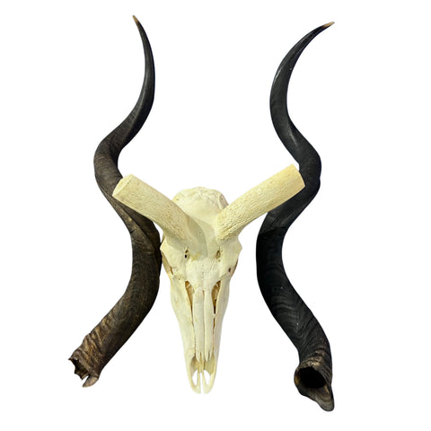 Kudu Skull - Real Greater Kudu Antelope Skull - Wall Art African Decor Antler Horn | Size: 42X23X18”/ 39.5" and 42.5" horns