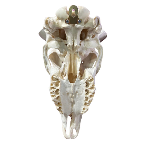 Kudu Skull - Real Greater Kudu Antelope Skull - Wall Art African Decor Antler Horn | Size: 41X18X18”/45" horns