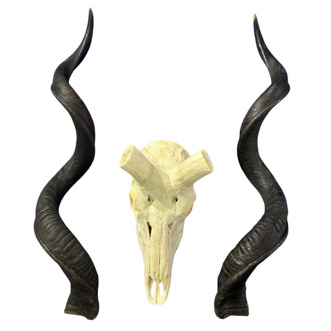 Kudu Skull - Real Greater Kudu Antelope Skull with metal bracket | Approximate Size: 44X27X20”/ 47 and 48" horns