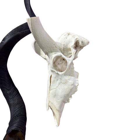 Kudu Skull - Real Greater Kudu Antelope Skull - Wall Art African Decor Antler Horn | Size: 41X18X18”/45" horns
