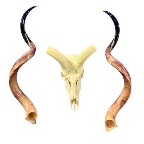 Kudu Skull - Real Greater Kudu Antelope Skull HUGE SIZE- | Approximate Size: 52X28X11”/ 54" horns