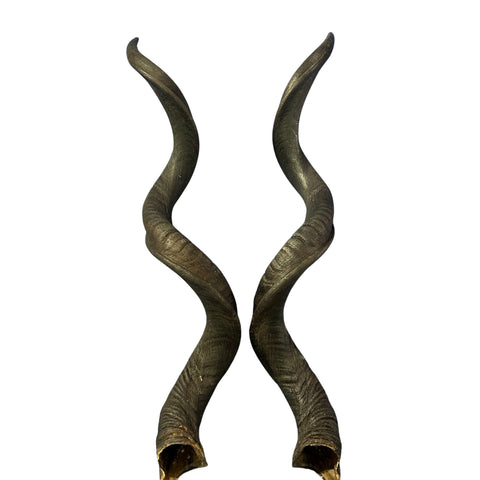 Kudu Skull - Real Greater Kudu Antelope Skull with metal bracket | Approximate Size: 44X27X20”/ 47 and 48" horns