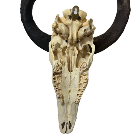 Kudu Skull - Real Greater Kudu Antelope Skull - Wall Art African Decor Antler Horn | Size: 42X23X18”/ 39.5" and 42.5" horns