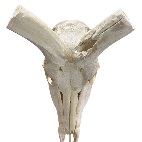 Kudu Skull - Real Greater Kudu Antelope Skull with metal bracket Wall Art African Decor Antler Horn | Approximate Size: 44X39X24”/ 49" horns