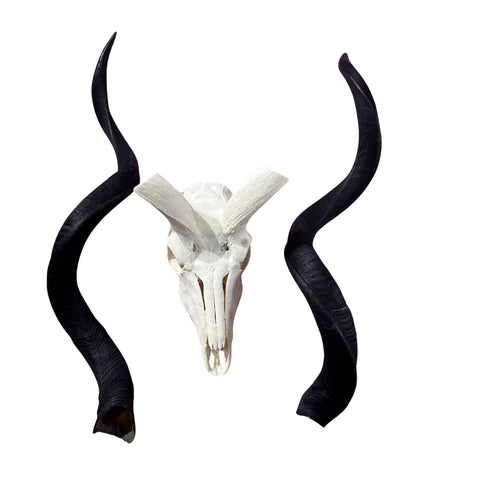 Kudu Skull - Real Greater Kudu Antelope Skull - Wall Art African Decor Antler Horn | Size: 41X18X18”/45" horns