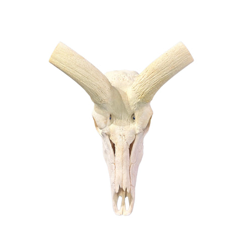 Kudu Skull - Real Greater Kudu Antelope Skull HUGE SIZE- | Approximate Size: 52X28X11”/ 54" horns