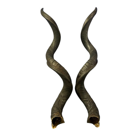 Kudu Skull - Real Greater Kudu Antelope Skull with metal bracket | Approximate Size: 44X27X20”/ 47 and 48" horns