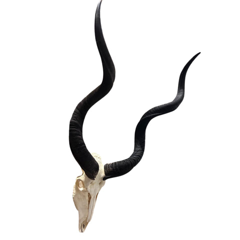 Kudu Skull - Real Greater Kudu Antelope Skull - Wall Art African Decor Antler Horn | Size: 42X23X18”/ 39.5" and 42.5" horns