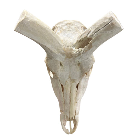 Kudu Skull - Real Greater Kudu Antelope Skull with metal bracket Wall Art African Decor Antler Horn | Approximate Size: 44X39X24”/ 49" horns