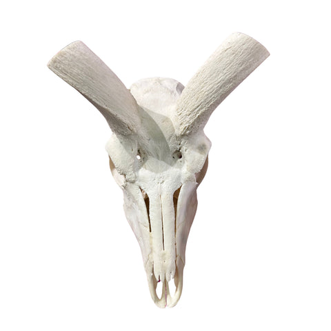 Kudu Skull - Real Greater Kudu Antelope Skull - Wall Art African Decor Antler Horn | Size: 41X18X18”/45" horns