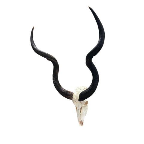 Kudu Skull - Real Greater Kudu Antelope Skull - Wall Art African Decor Antler Horn | Size: 42X23X18”/ 39.5" and 42.5" horns