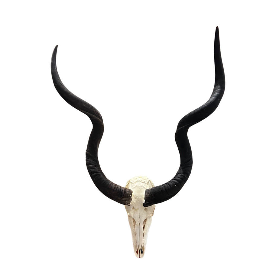 Kudu Skull - Real Greater Kudu Antelope Skull - Wall Art African Decor Antler Horn | Size: 42X23X18”/ 39.5" and 42.5" horns