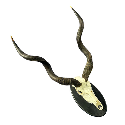 Kudu Skull - Real Greater Kudu Antelope Skull on Wooden Shield- | Approximate Size: 37X27X19”/ 37" and 38" horns