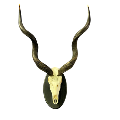 Kudu Skull - Real Greater Kudu Antelope Skull on Wooden Shield- | Approximate Size: 37X27X19”/ 37" and 38" horns