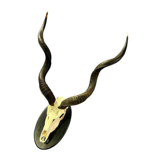 Kudu Skull - Real Greater Kudu Antelope Skull on Wooden Shield- | Approximate Size: 37X27X19”/ 37" and 38" horns