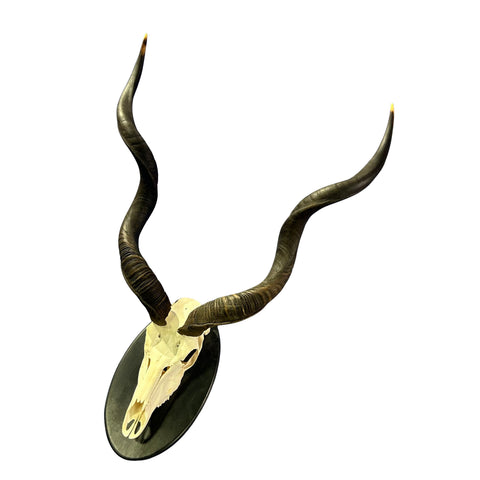 Kudu Skull - Real Greater Kudu Antelope Skull on Wooden Shield- | Approximate Size: 37X27X19”/ 37" and 38" horns