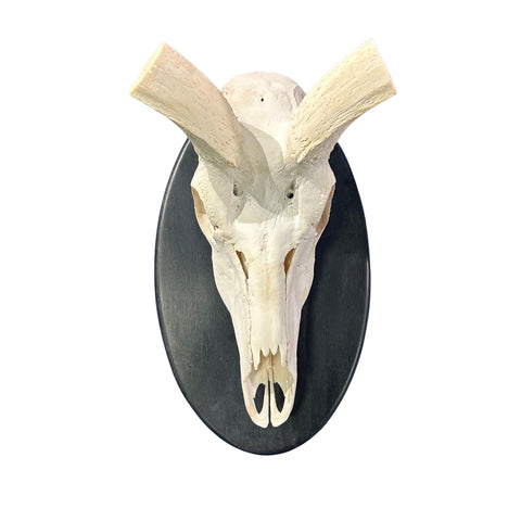 Kudu Skull - Real Greater Kudu Antelope Skull on Wooden Shield- | Approximate Size: 37X27X19”/ 37" and 38" horns