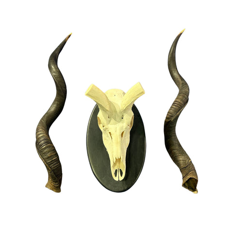 Kudu Skull - Real Greater Kudu Antelope Skull on Wooden Shield- | Approximate Size: 37X27X19”/ 37" and 38" horns