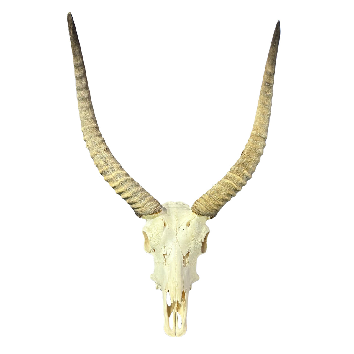 Lechwe Skull- Real Antelope Skull - Lechwe Skull Taxidermy Wall Art Horns Antlers Approximate Size: 30HX19WX16D