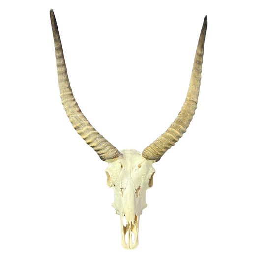 Lechwe Skull- Real Antelope Skull - Lechwe Skull Taxidermy Wall Art Horns Antlers Approximate Size: 30HX19WX16D